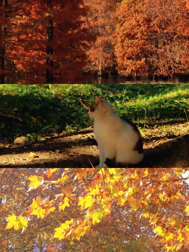 南京限定趕在銀杏掉光之前去看看 南京限定趕在銀杏掉光之前去看看