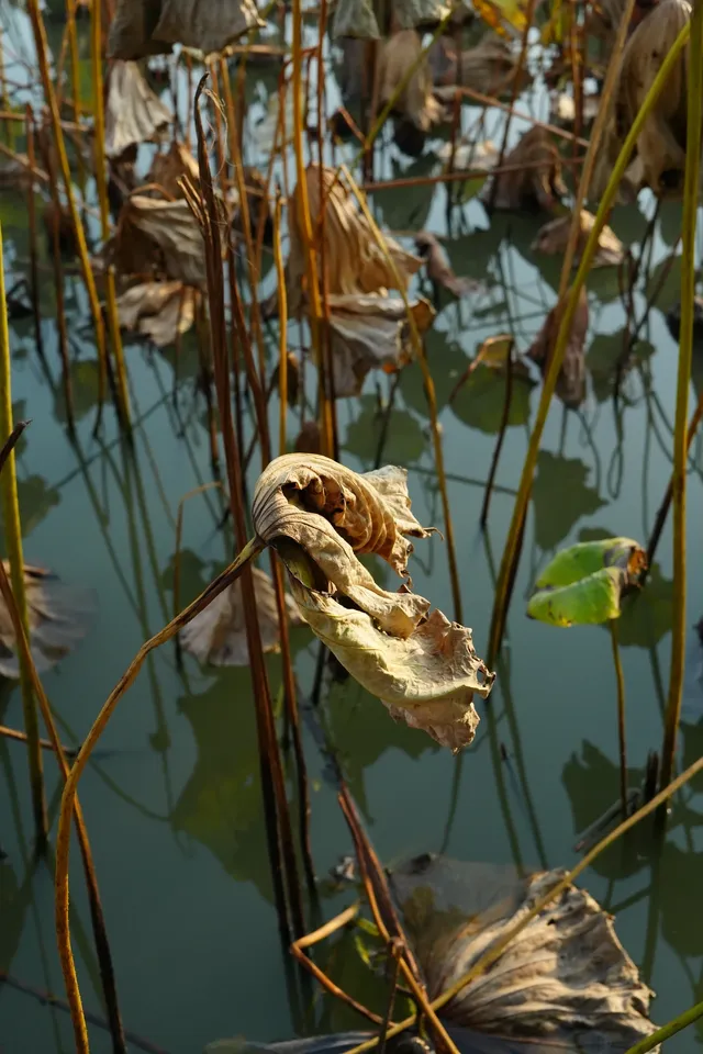 瘦西湖的秋 瘦西湖的秋