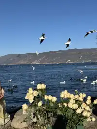 12月的洱海邊,彩林和海鷗也太配了吧