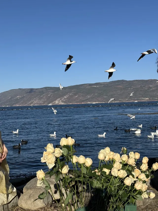 12月的洱海邊,彩林和海鷗也太配了吧 12月的洱海邊,彩林和海鷗也太配了吧