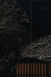 初雪輕吻北京,繪就靜謐詩意畫卷