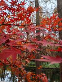 初冬暖陽下的多彩上海共青森林公園