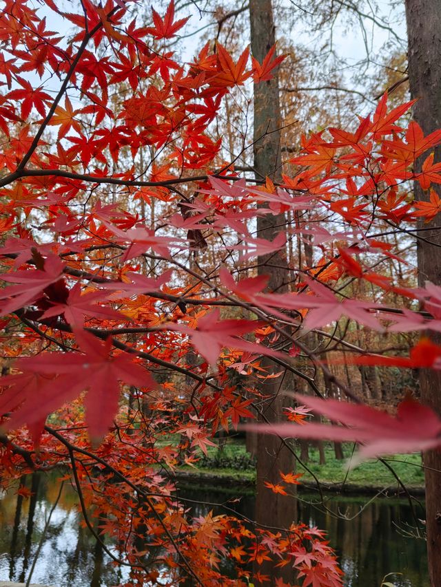初冬暖陽下的多彩上海共青森林公園 初冬暖陽下的多彩上海共青森林公園