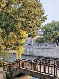 滿城盡飛黃金葉，紹興古城河清園秋色正迷人