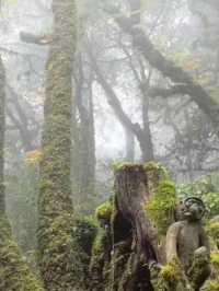 哀牢山元陽梯田徒步指南