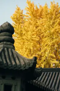 上海寺廟秋天攝影大賽,來交參賽作品了