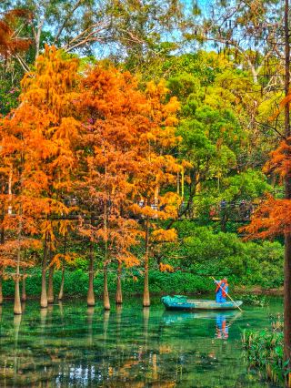 Stunning spots for admiring cedar trees in winter