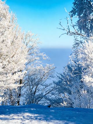 吉林四方頂子の霧氷の約束へ｜12月の氷雪ロマンス