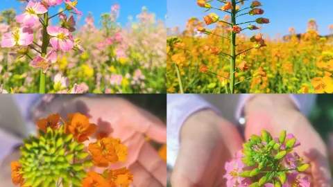 시골 유채꽃 바다에 취해 봄날의 성대한 풍경을 만나다 — traveler post in 창더