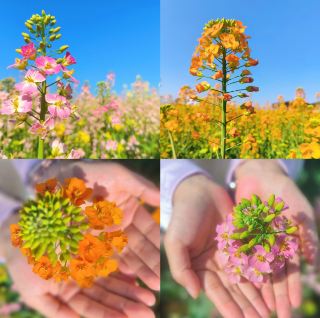 시골 유채꽃 바다에 취해 봄날의 성대한 풍경을 만나다