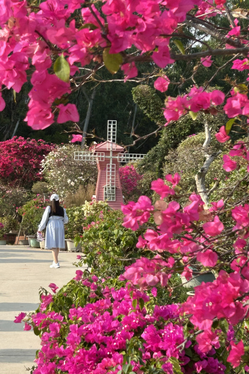 花が咲き誇り、多彩な姿を見せる春の花舞う深圳の絶景 | Trip.com 深セン