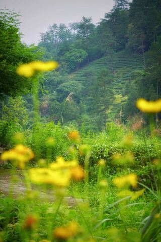 오직 이 푸르른 녹음만이 | 모든 사람은 일생에 적어도 한 번은 우기에 우이산을 방문해야 합니다.
