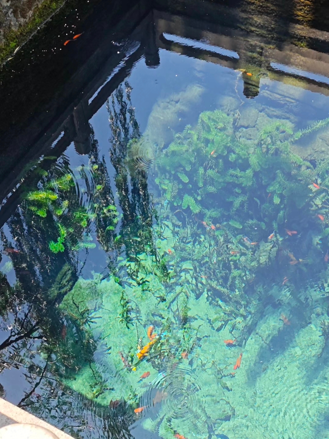 Jinan must-visit! The spring water here is sweeter than first love