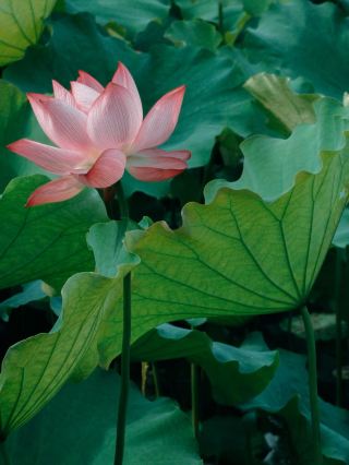 ⏰ Arrived at 6:45 AM and captured an unforgettable Humble Administrator's Garden 🪷
They say you should wake up early for romance at least once in your life. Amidst the morning lotus fragrance at the Humble Administrator's Garden, I finally understood why ✨
From now through October 7, this century-old garden has moved its opening time to 6:45 AM for the first time in 74 years. With the "Flowering Suzhou · Lotus Charm Jiangnan" 2026 Suzhou Lotus Exhibition underway (the Humble Administrator's Garden is the main venue!), I just had to wake up early for the lotus flowers and the morning light 🌅
Entering at 6:45 AM, the world looks completely different:
🌿 Morning light and lotus | The blue-hour light spills onto the lotus pond, and dew drops roll across the lotus leaves. Around Yuanxiang Hall, Hefeng Simian Pavilion, and Xiaofeihong, the reflections of the pavilions and the lotus flowers share the frame—it's like being surrounded by an ink-wash painting.
📸 Photography inspiration | Use doorways, lattice windows, and pillars as foreground to frame the lotus flowers and ancient architecture. Use a telephoto lens for close-ups of dew at Hefeng Simian Pavilion, and a wide-angle lens to capture the "garden beyond the garden" view, borrowing scenery from Jianshan Tower and Beisi Pagoda.
💧 Garden water charm | Water is the soul of the Humble Administrator's Garden, covering 1/3 of the grounds. Morning reflections double the space—it's truly a "water mirror of the sky."
🪷 Lotus exhibition highlights | As the main venue, it features 1,500 pots of premium tank lotuses from over 10 provinces, 500 pots of unique lotus varieties, and tropical water lilies! New self-bred varieties like "Liu Ting Yu Sheng" and "Yuan Xiang Mi Qu" are making their debut, and you can also experience intangible cultural heritage activities related to lotus culture.
🚇 Practical tips | Take Metro Line 4 to Beisi Pagoda Station, Exit 3, and walk for 10 minutes, or take Line 6 to Zhuozhengyuan/Suzhou Museum Station. There is also an exclusive "Lotus Viewing Shuttle" available.
The lotus exhibition runs through late August. Wake up early just once, and in this century-old garden, wait for a timeless encounter between the morning light and the lotus flowers 🪷