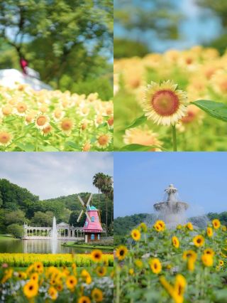 広州4つのテーマ新展示｜ひまわりの花海を無料で観賞