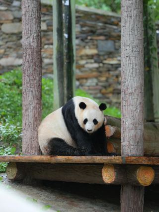2 hours from Chengdu, see pandas, stroll through meadows, and enjoy a 22-degree summer 