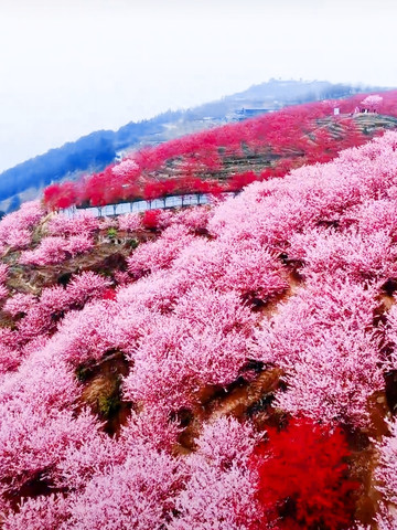 重慶猫山桜博園｜3000エーカーの茶畑と桜の海、春のロマンチックな花見