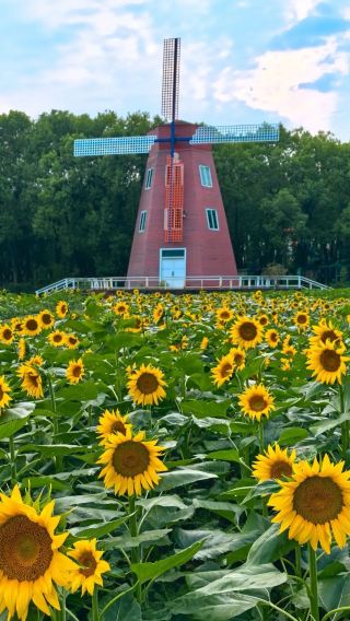 Wuhan's limited-time autumn sunflower fields are stunning