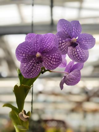 蘭の花がチョコレートの香り？東京の神代植物公園に隠された自然の奇跡