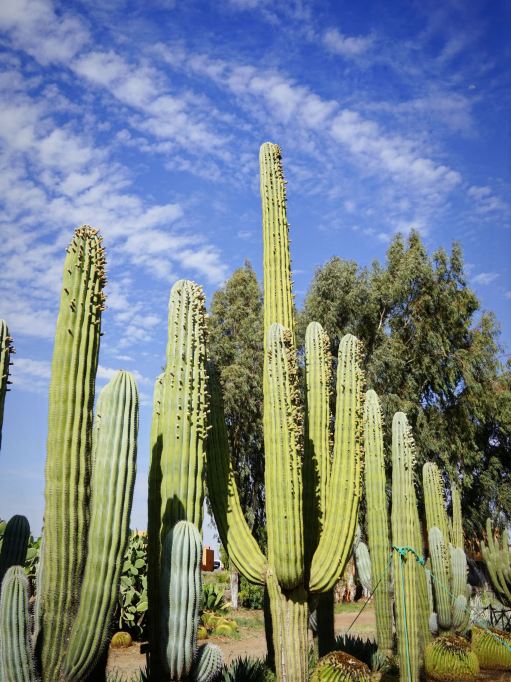 Planning a short getaway to Morocco is such a great idea! 