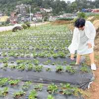 Strawberries in Baguio