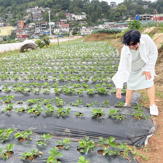 Strawberries in Baguio