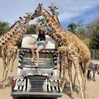 safari park is far from Bangkok around 3hours traffic by car, but it’s really worth to go.