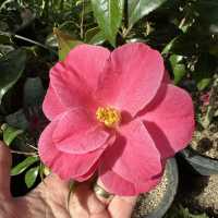 🌺🌺Camellia Hill🌺🌺