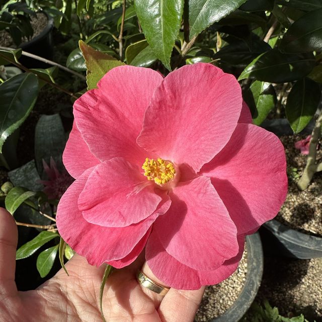 🌺🌺Camellia Hill🌺🌺