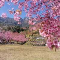 🌸สะพานซากุระ​ :เชียงใหม่