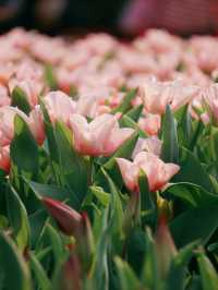鬱金香🌷花開的季節🥰*最新打卡點*