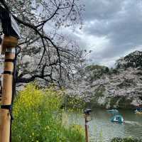 千鳥ヶ淵縁道の桜