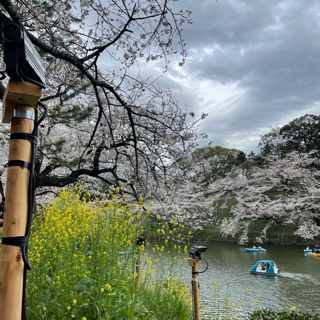 千鳥ヶ淵縁道の桜