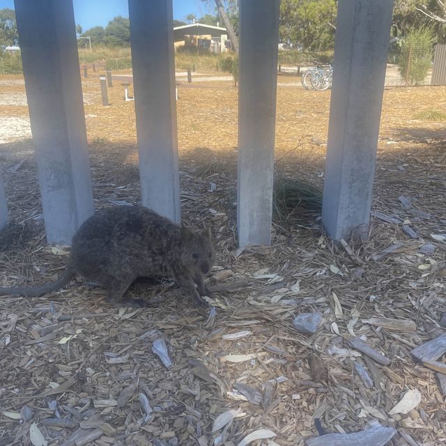 Rottnest Island