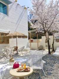  🌸경기도 하남에 있는 발리감성 벚꽃뷰 카페 🌸