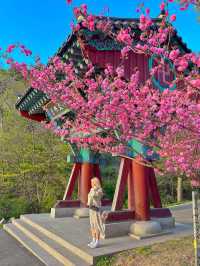 겹벚꽃명소 충남 서산 문수사🌸💕