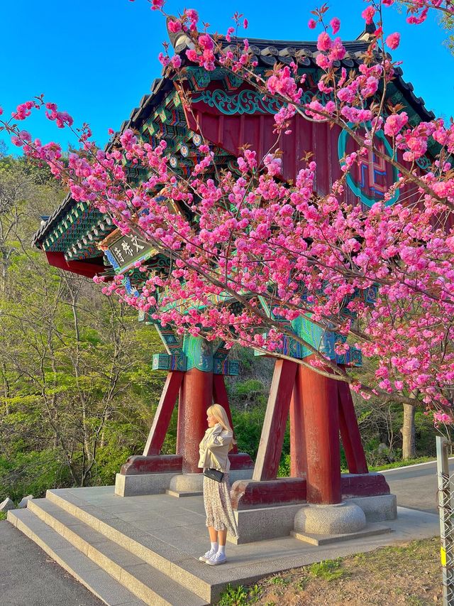 겹벚꽃명소 충남 서산 문수사🌸💕