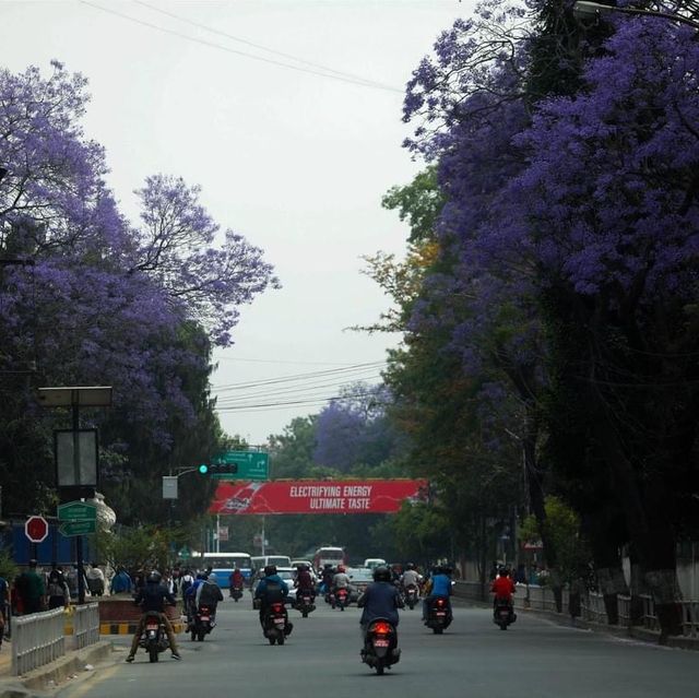 Jacaranda flower during spring in Kathmandu 