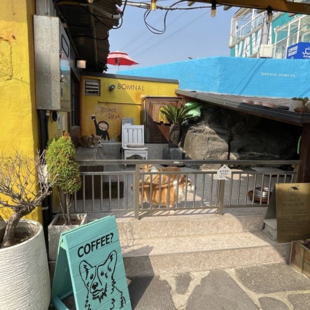 따뜻한 햇살과 바다 바람을 느끼며 차 한잔 즐기는 제주 봄날! 