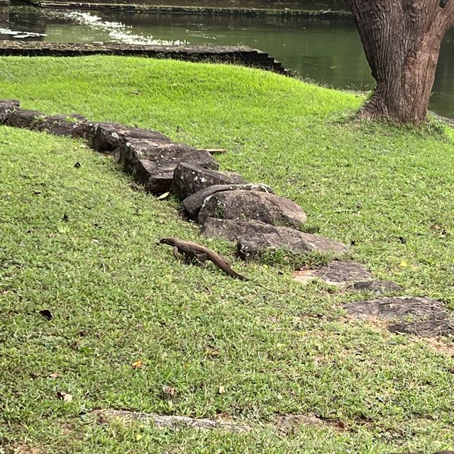神秘の岩  世界遺産🌍スリランカ🇱🇰シーギリヤ