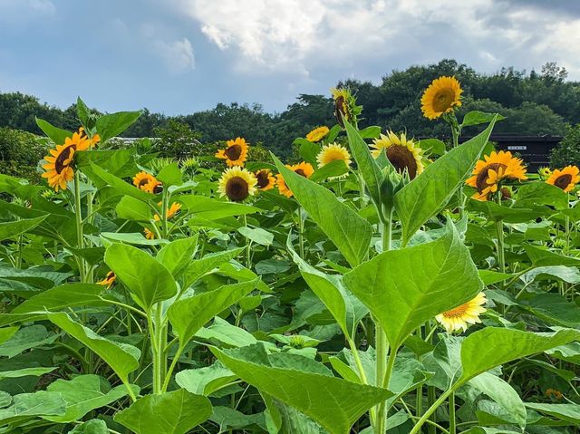 เที่ยวญี่ปุ่น Gifu World Rose Garden 