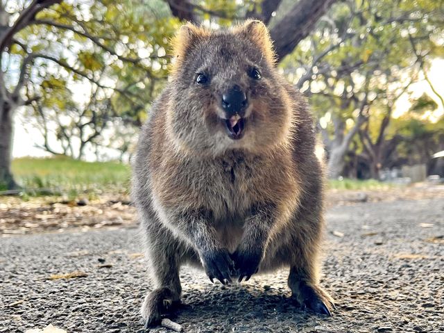【オーストラリア・ロットネスト島】神回クオッカ特集🦘