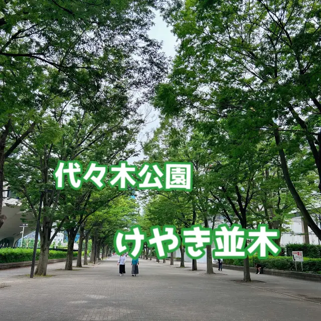 【代々木公園ケヤキ並木】