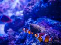 Bangsaen Aquarium 