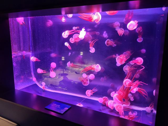 與水母共進夢幻晚餐