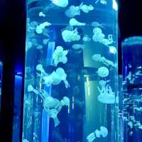 DMM Kariyushi水族館-將科技融入水族館內
