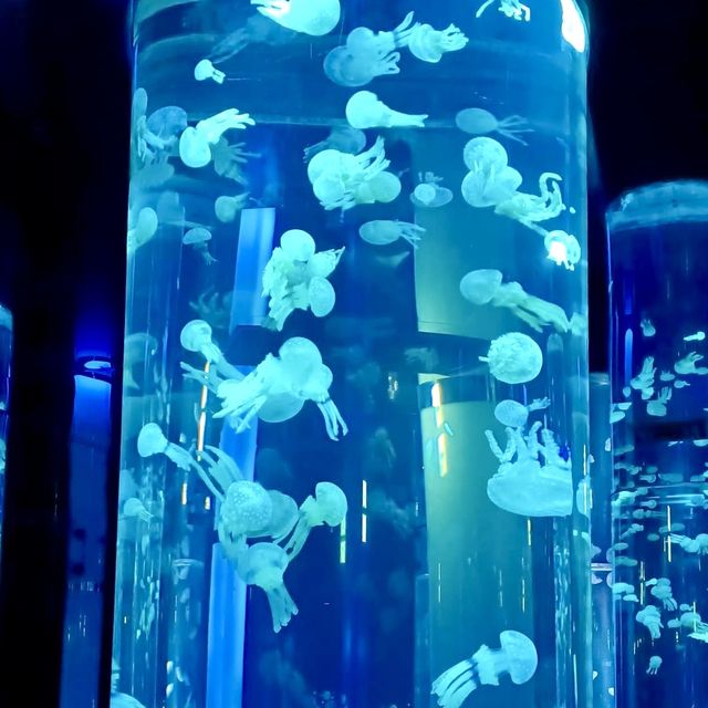 DMM Kariyushi水族館-將科技融入水族館內