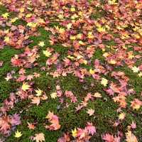 【京都】紅葉の名所🍁東福寺