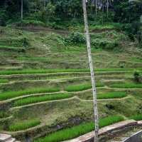 Amazing Rice Field Bali