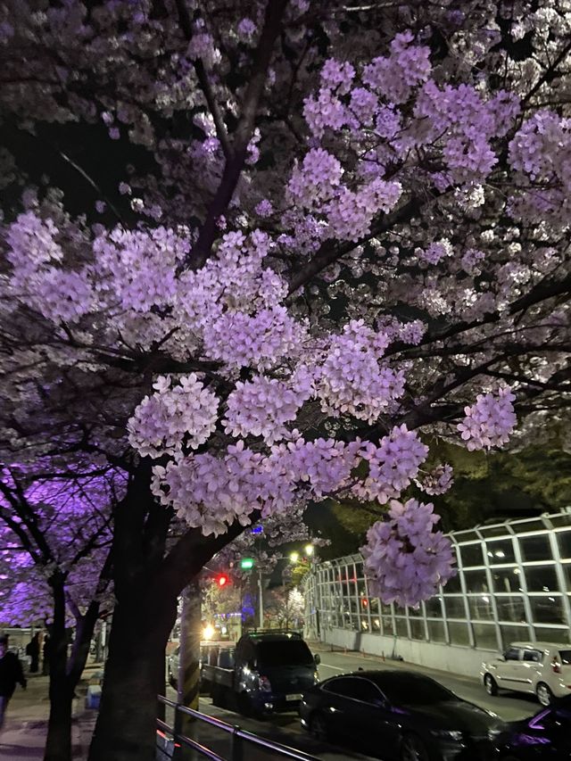 벚꽃맛집 안양 •충훈부 벚꽃축제•🌸
